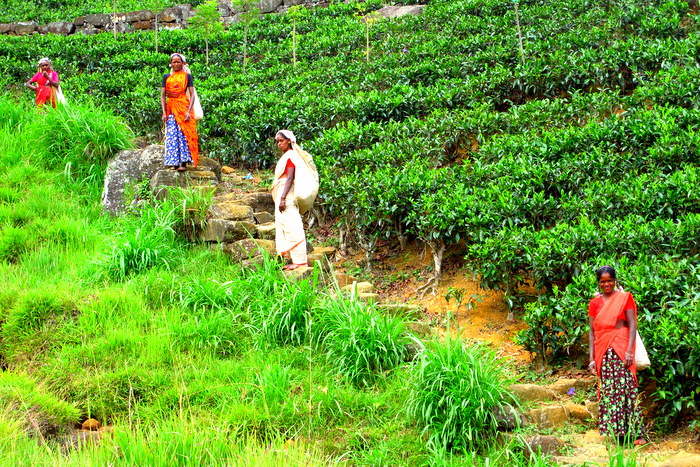 Ella, Sri Lanka Tea Pickers